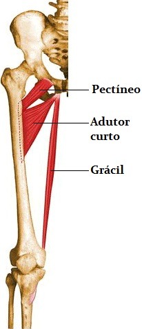 Músculos trabalhados durante o agachamento sumô: Quadríceps; Conjunto dos  músculos adutores (adutor longo, médio e curto/ pectíneo e grácil);  Glúteo, By Jeane Personal Trainer
