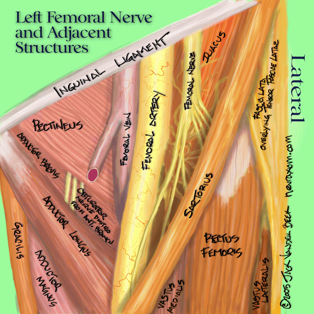 Tratamento dos adutores: Triângulo femoral, área a ser ter cuidado