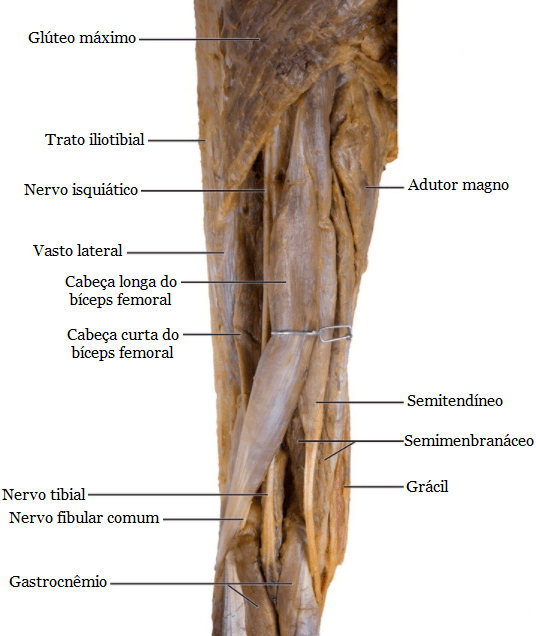 Biceps femoris muscle