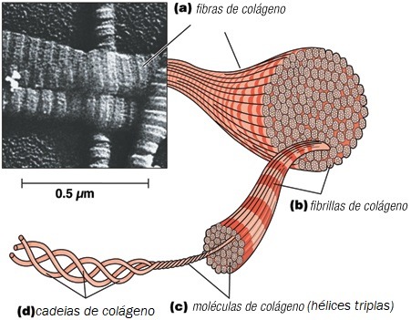 Papel da Fáscia no Treinamento Físico: Estrutura do colágeno.