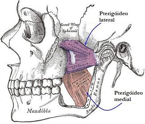 Mandíbula e Articulação Temporomandibular