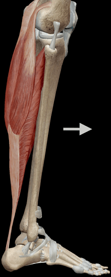 Controle da panturrilha sobre a dorsiflexão do tornozelo. 