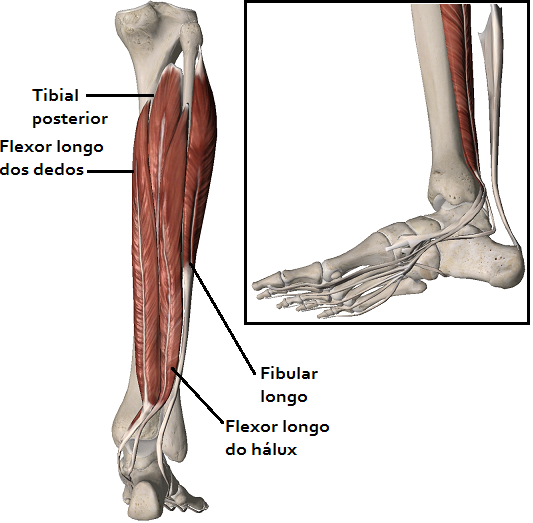 Extensão do hálux e o mecanismo de molinete: Estruturas que ajudam a sustentar o arco medial do pé.