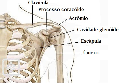  Estrutura óssea da anatomia do ombro.