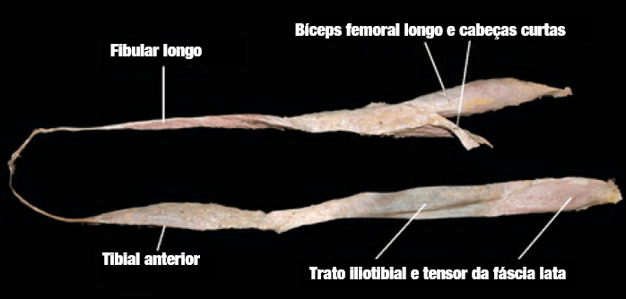 Alça do fibular longo-tibial anterior dentro da linha espiral (perna esquerda).