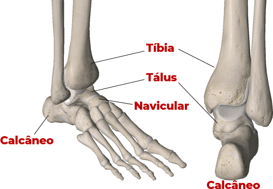 Articulações do Tornozelo e Subtalar - Complexo pé/tornozelo vista frontal e posterior.