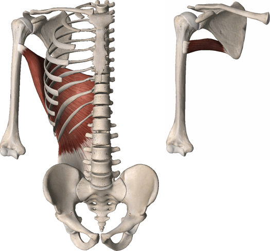 Imagem anatômica dos músculos latíssimo do dorso e redondo maior.