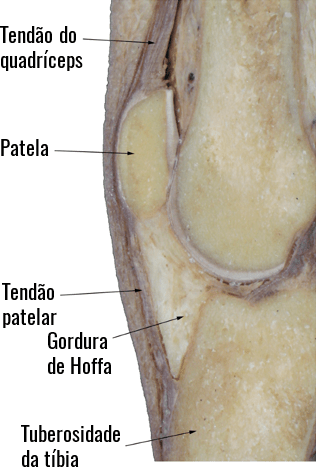Anatomia do tendão patelar.