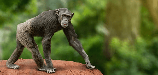 Chimpanzé andando sobre os punhos.
