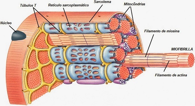Estrutura da célula muscular.