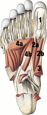 Biomecânica do hálux: Anatomia dos músculos da sola do pé.