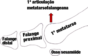 Biomecânica do hálux: Primeiros 20º de extensão do hálux.