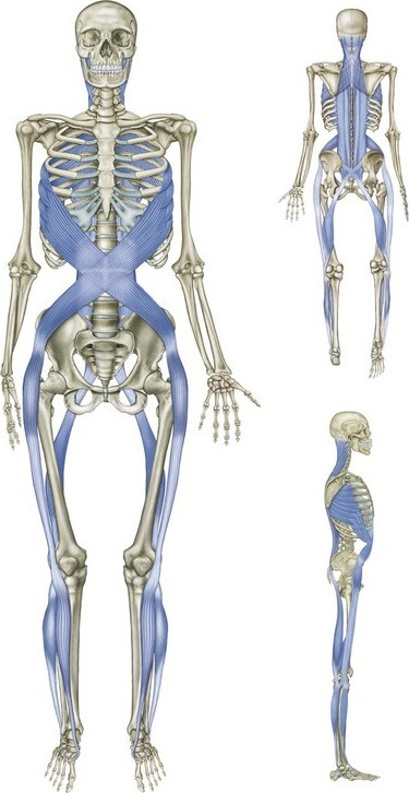 Linha espiral fascial.