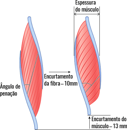 Ângulo de penação do músculo.