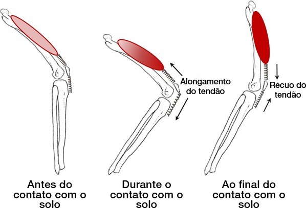 Mecanismo de armazenamento de energia elástica no tendão.